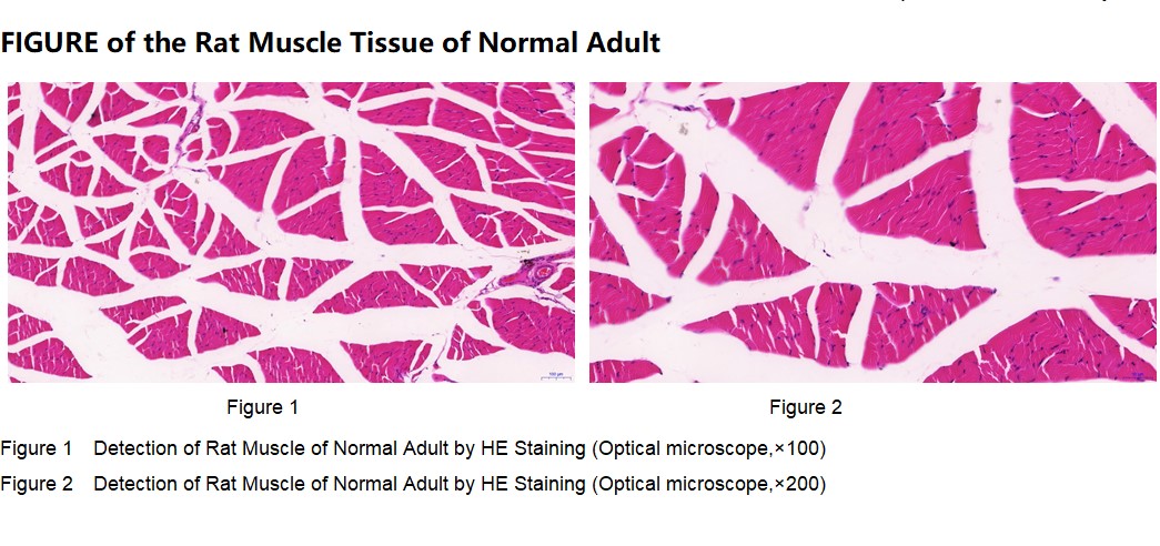 Rat Muscle Tissue of Normal Adult