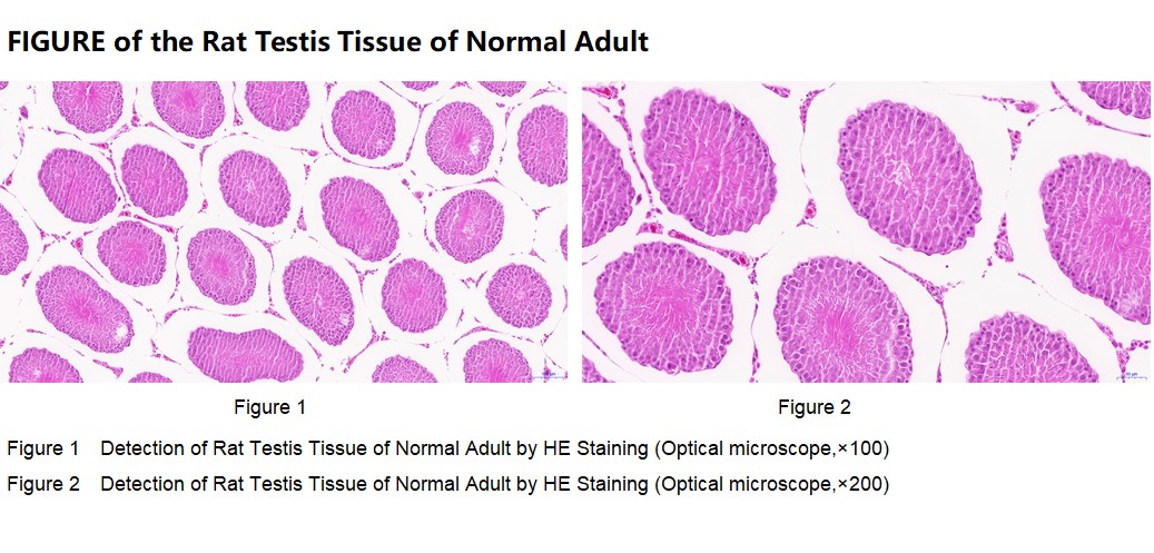 Rat Testis Tissue of Normal Adult