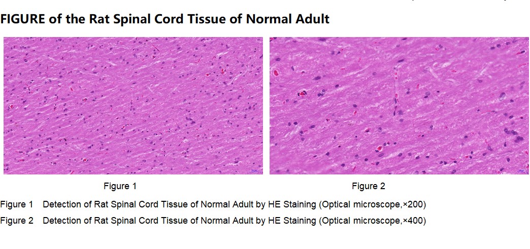 Rat Spinal Cord Tissue of Normal Adult