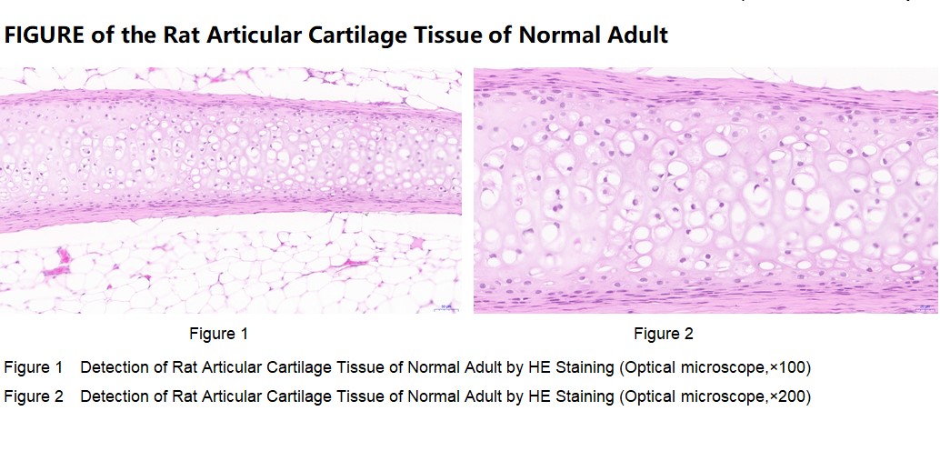 Rat Articular Cartilage Tissue of Normal Adult