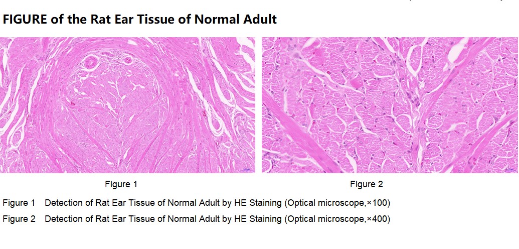 Rat Tongue Tissue of Normal Adult