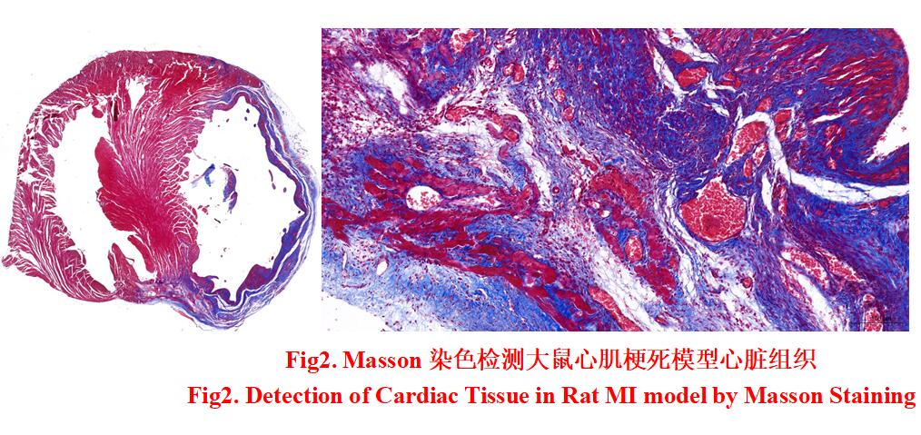 TSI504Ra01.jpg