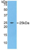 Active Fibroblast Growth Factor 9 (FGF9)