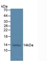 Active Insulin Like Growth Factor 1 (IGF1)