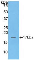 Active Interleukin 16 (IL16)