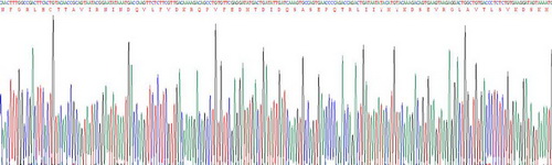 Active Interleukin 18 (IL18)