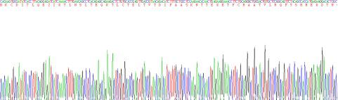 Active Interleukin 4 (IL4)