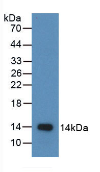 Active Macrophage Inflammatory Protein 1 Beta (MIP1b)