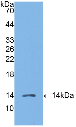 Active Macrophage Inflammatory Protein 3 Beta (MIP3b)