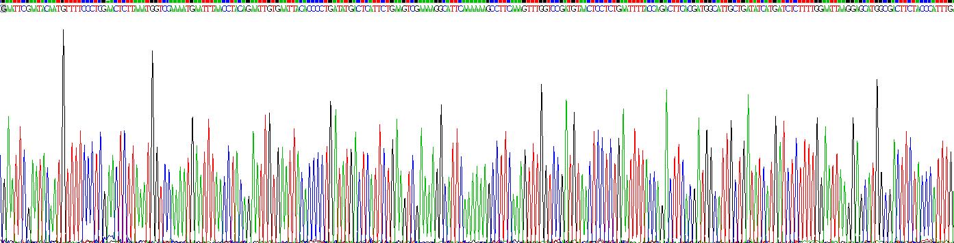 Active Matrix Metalloproteinase 13 (MMP13)