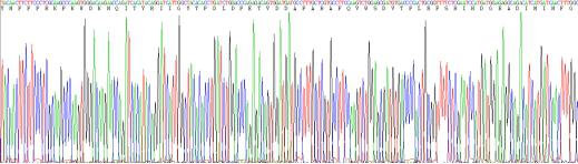 Active Matrix Metalloproteinase 2 (MMP2)