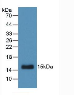 Active Transforming Growth Factor Alpha (TGFa)