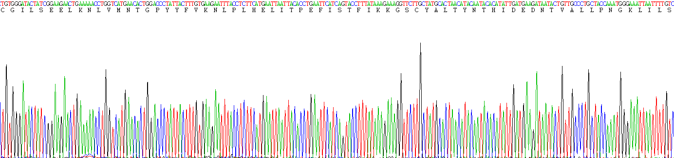 Active Ribonuclease P (RNASEP)