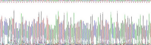 Active Monocyte Chemotactic Protein 4 (MCP4)