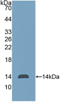 Active Anti-Mullerian Hormone (AMH)