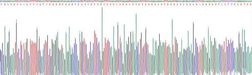 Active High Mobility Group Protein 1 (HMGB1)