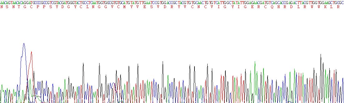 Active Epidermal Growth Factor (EGF)