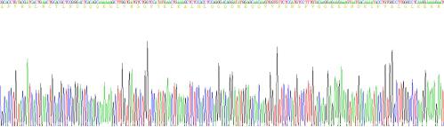 Active Interleukin 1 Beta (IL1b)