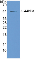 Active Macrophage Migration Inhibitory Factor (MIF)