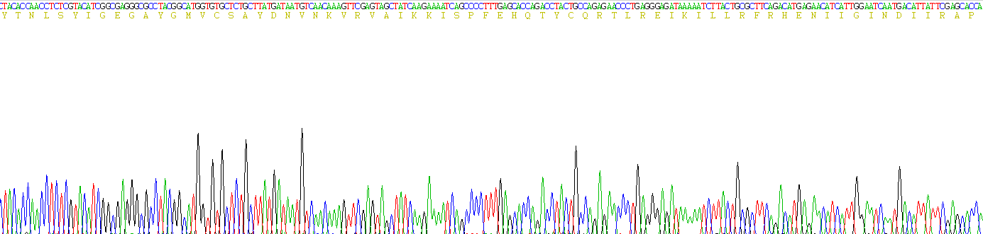 Active Extracellular Signal Regulated Kinase 2 (ERK2)