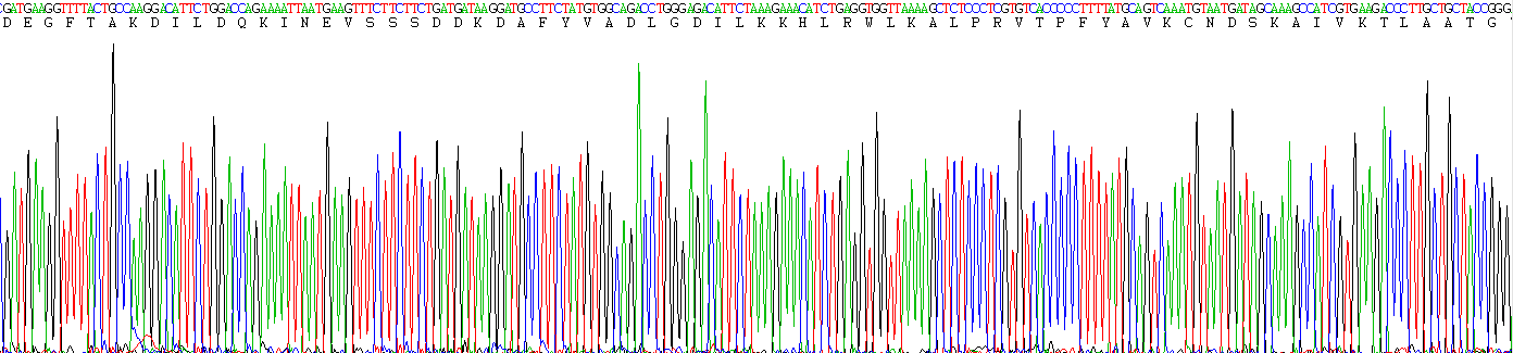 Active Ornithine Decarboxylase (ODC)