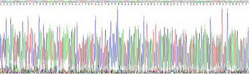 Active Mannose Binding Lectin (MBL)