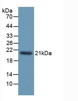 Active Caspase 1 (CASP1)