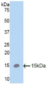 Active Surfactant Protein C (SP-C)