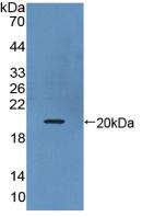 Active Interleukin 17B (IL17B)