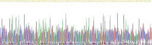 Active Tubulin Beta (TUBb)