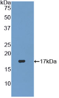 Active Transforming Growth Factor Beta 3 (TGFb3)