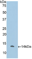 Active Interleukin 33 (IL33)