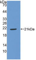 Active Interleukin 22 (IL22)