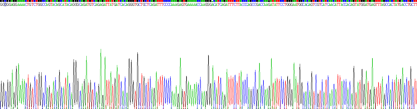 Active Lysyl Oxidase (LOX)