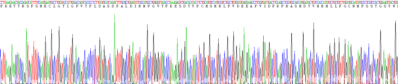 Active Peptidylglycine Alpha Amidating Monooxygenase (PAM)