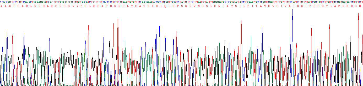 Active Fibroblast Growth Factor 3 (FGF3)