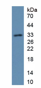 Active Fibroblast Growth Factor 3 (FGF3)