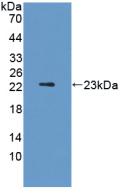 Active Fibroblast Growth Factor 13 (FGF13)