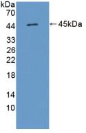 Active Interleukin 17D (IL17D)