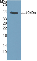 Active Annexin A1 (ANXA1)