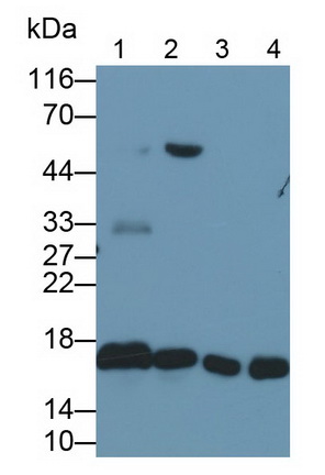 Anti-Histone H3 (H3) Polyclonal Antibody
