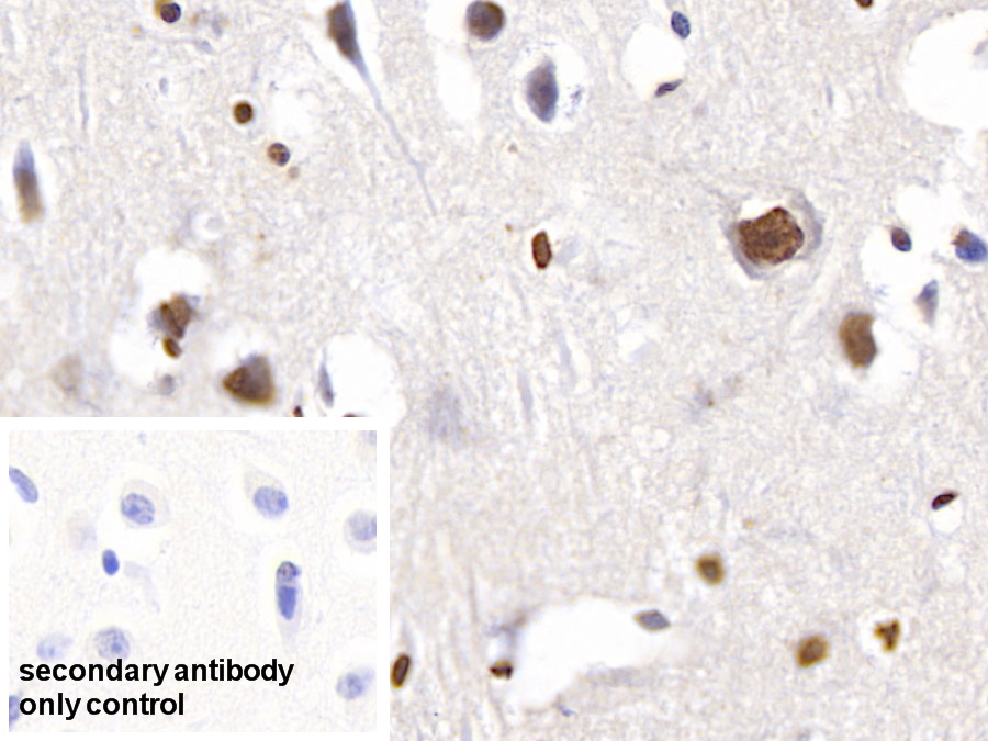 Anti-Histone H3 (H3) Polyclonal Antibody