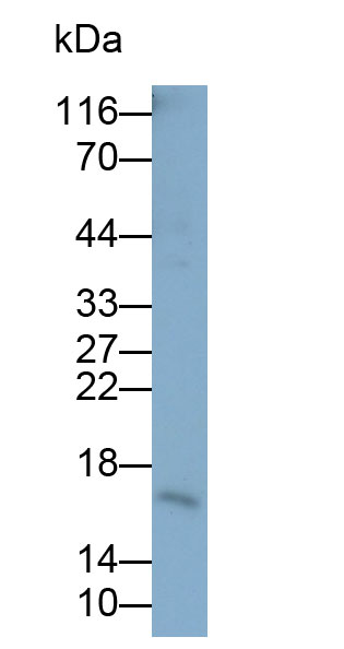 Anti-Histone H3 (H3) Monoclonal Antibody