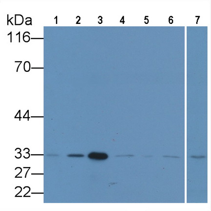 Anti-Proliferating Cell Nuclear Antigen (PCNA) Monoclonal Antibody