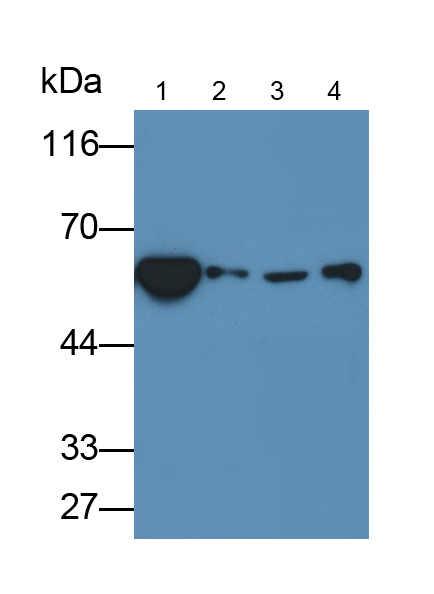 Anti-Heat Shock Protein 60 (Hsp60) Monoclonal Antibody