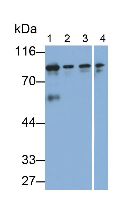Anti-Beta Catenin (β-catenin) Polyclonal Antibody