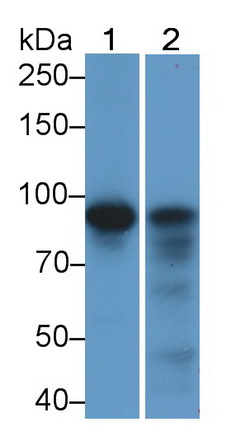 Anti-Beta Catenin (β-catenin) Monoclonal Antibody