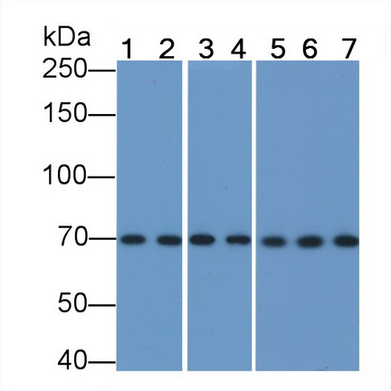 Anti-Heat Shock 70kDa Protein 1A (HSPA1A) Monoclonal Antibody