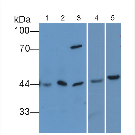 Anti-Beta Actin (ACTB) Monoclonal Antibody