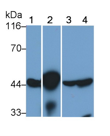 Anti-Beta Actin (ACTB) Monoclonal Antibody